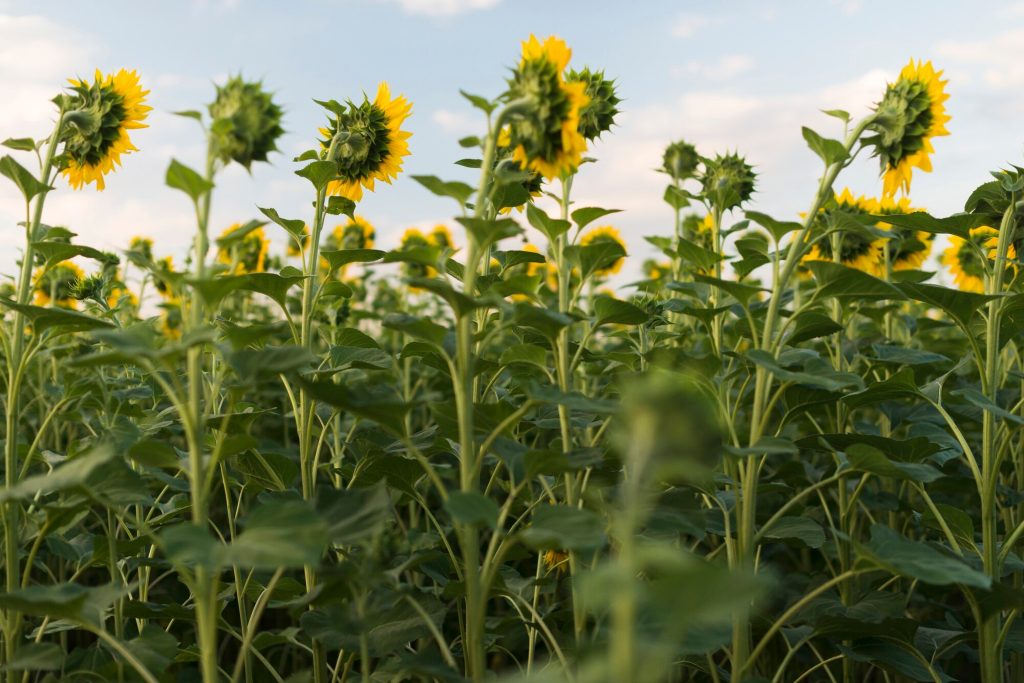 campo plantas girasoles cielo azul 23 2148394594