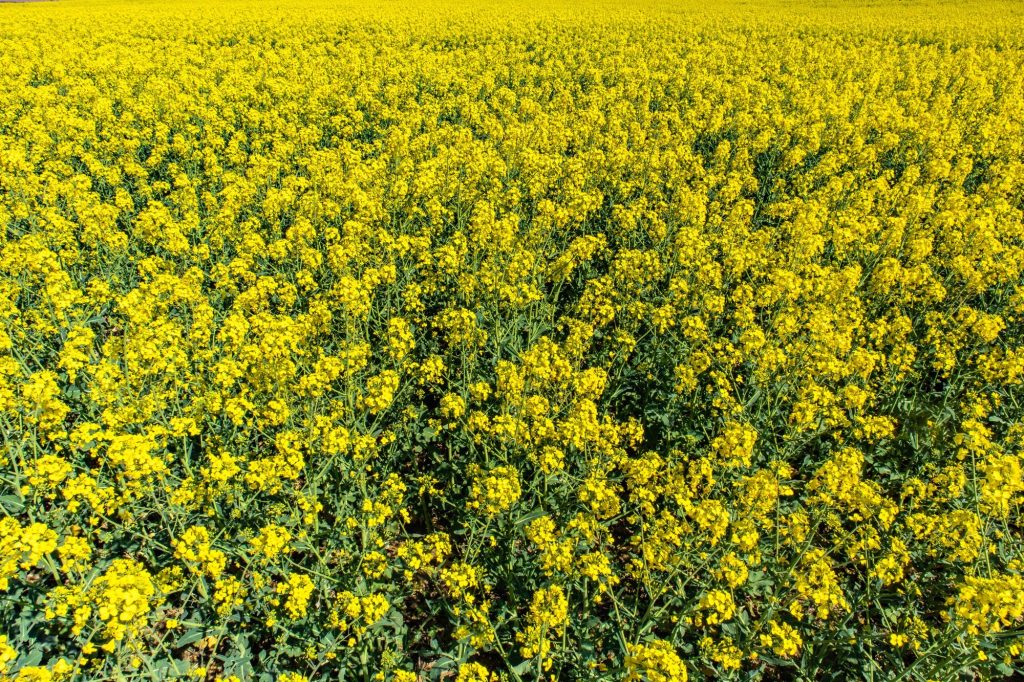 hermoso campo bast flores silvestres verdes cielo azul 181624 19139